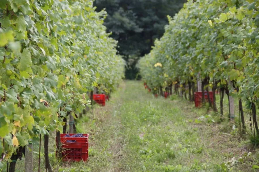 Immagine Visita in cantina + degustazione 4 vini Doc 7 Immagine Visita in cantina + degustazione 4 vini Doc 7