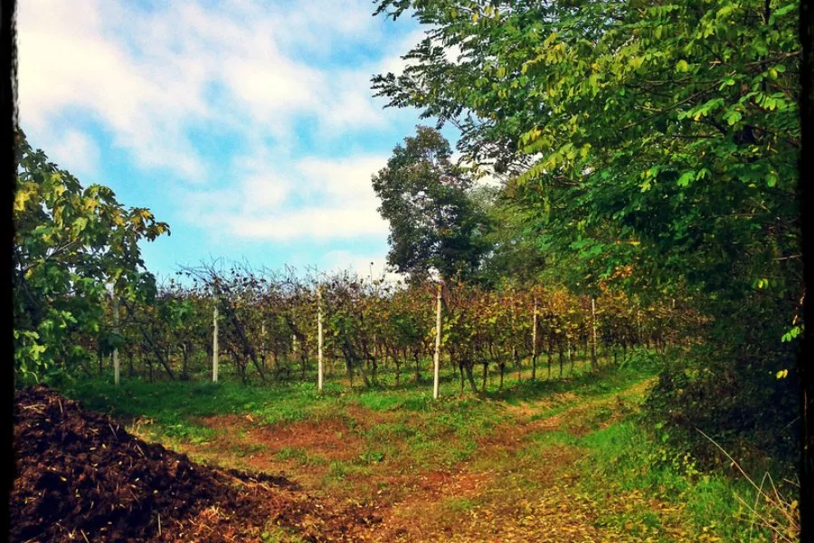 Immagine Visita in cantina + degustazione 4 vini Doc 10 Immagine Visita in cantina + degustazione 4 vini Doc 10