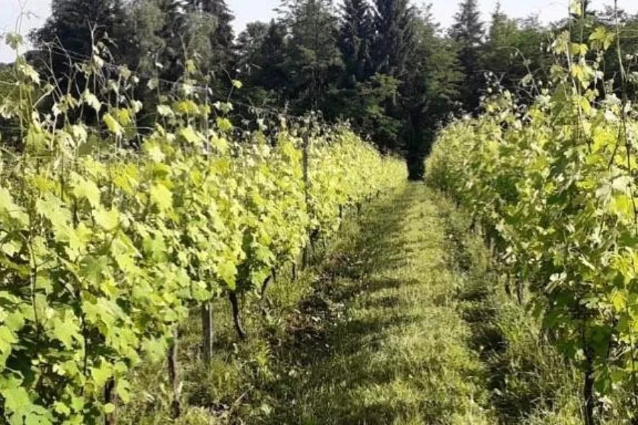 Immagine Visita in cantina + degustazione 4 vini Doc 18 Immagine Visita in cantina + degustazione 4 vini Doc 18