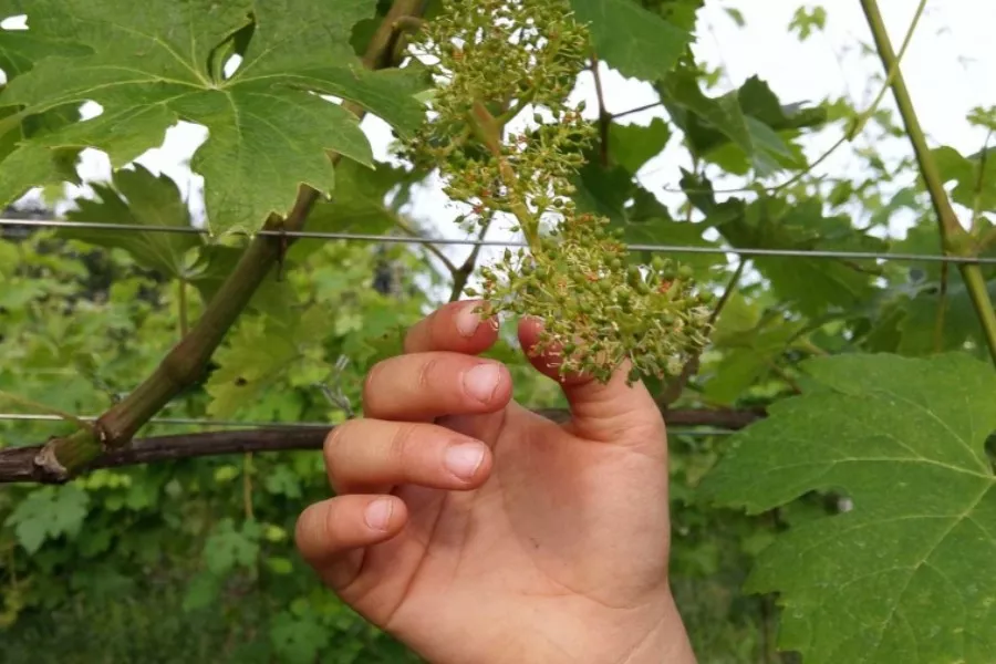 Immagine Visita in cantina + degustazione 4 vini Doc 19 Immagine Visita in cantina + degustazione 4 vini Doc 19