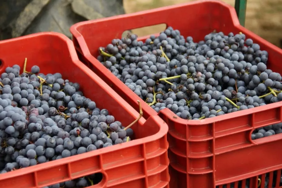Immagine Visita in cantina + degustazione 4 vini Doc 21 Immagine Visita in cantina + degustazione 4 vini Doc 21