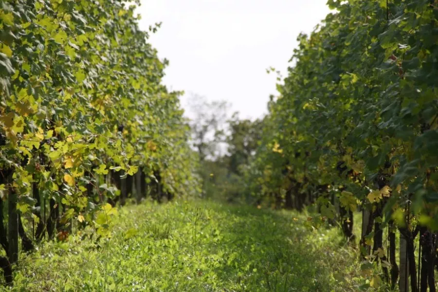 Immagine Visita in cantina + degustazione 4 vini Doc 22 Immagine Visita in cantina + degustazione 4 vini Doc 22