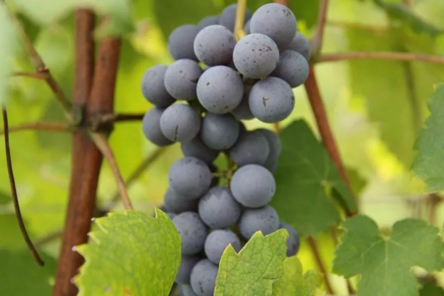 Immagine Visita in cantina + degustazione 4 vini Doc 24 Immagine Visita in cantina + degustazione 4 vini Doc 24