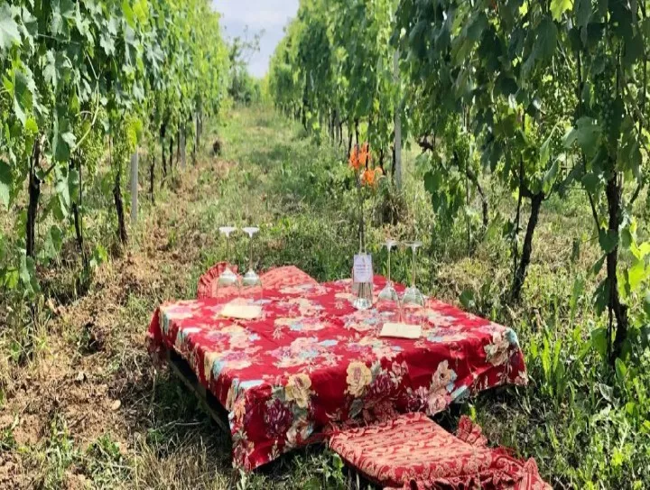 Immagine Picnic in vigna 2 Immagine Picnic in vigna 2