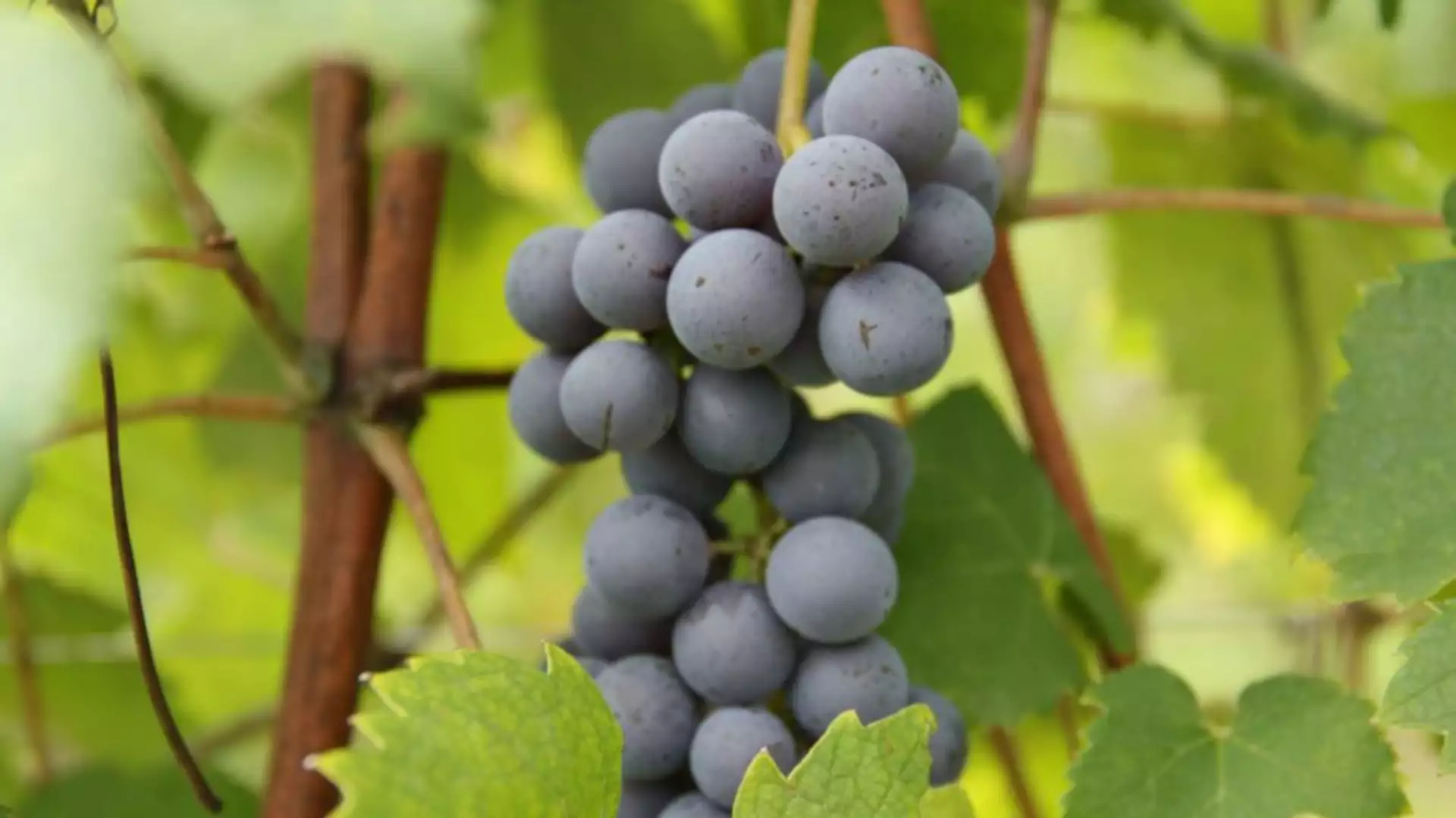 Immagine UN SORSO DI COLLINE NOVARESI 8 Immagine UN SORSO DI COLLINE NOVARESI 8