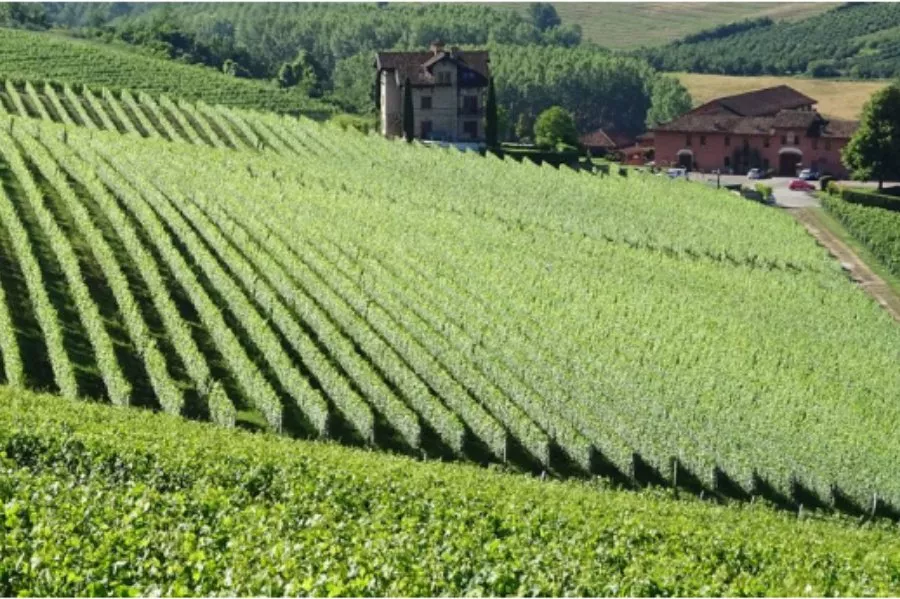 Immagine Esperienze sensoriali “Uniche” - Nebbiolando 6