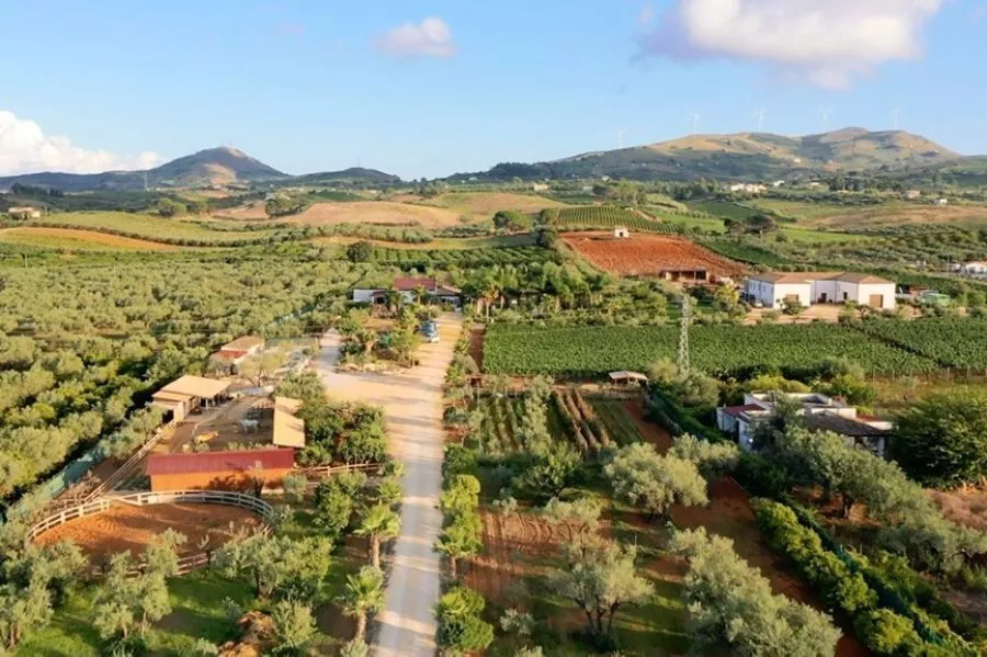Immagine DEGUSTAZIONE OLII E TIPICITA' SICILIANE 6