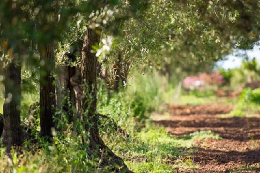 Immagine In Sicilia tra vigneti bio e cantina 7 Immagine In Sicilia tra vigneti bio e cantina 7