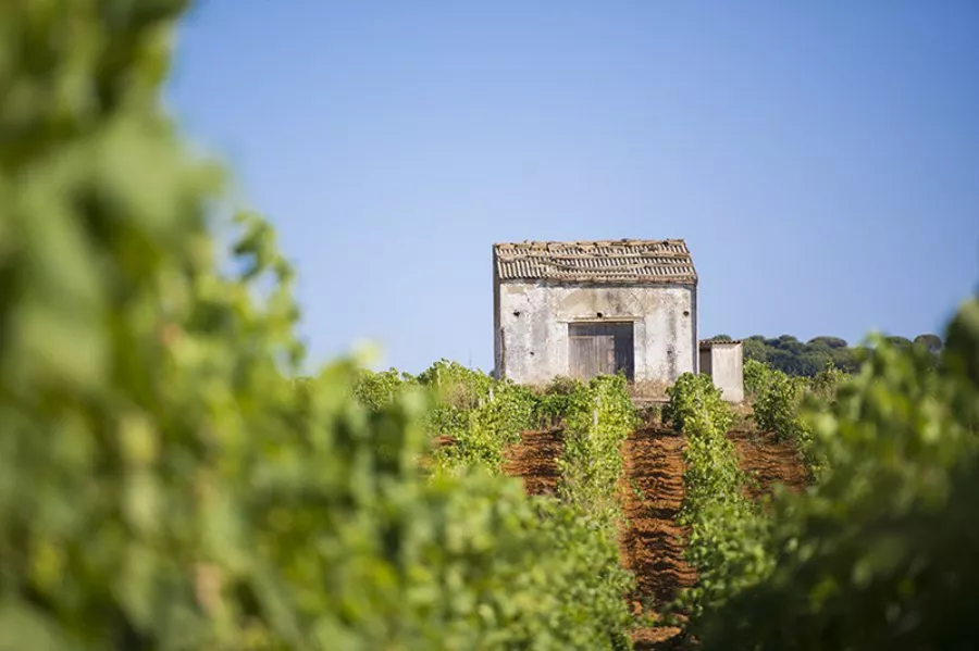Immagine In Sicilia tra vigneti bio e cantina 10 Immagine In Sicilia tra vigneti bio e cantina 10
