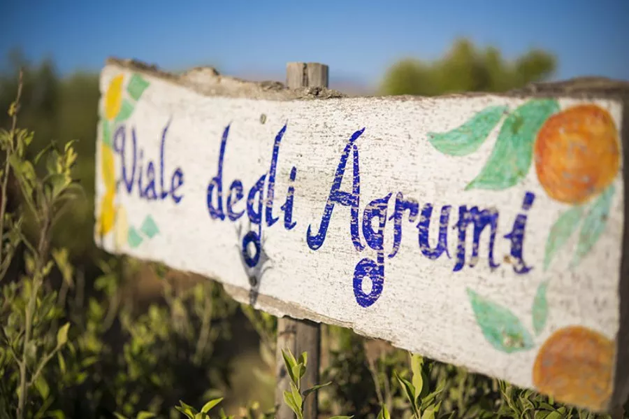 Immagine In Sicilia tra vigneti bio e cantina 11 Immagine In Sicilia tra vigneti bio e cantina 11
