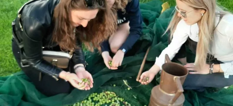Immagine visita Raccogliamo le olive: degustazione e brunch cantina Fattoria Augustali