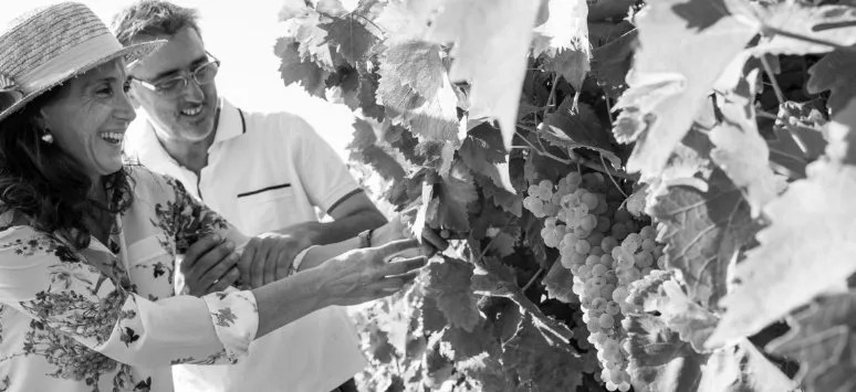 Immagine visita LA VENDEMMIA  TRA I FILARI: PIGIATURA  DEGUSTAZIONE VINI E BRUNCH cantina Fattoria Augustali