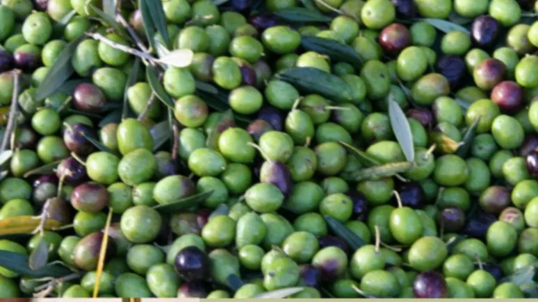 Immagine visita DEGUSTAZIONE OLII E TIPICITA' SICILIANE cantina Fattoria Augustali