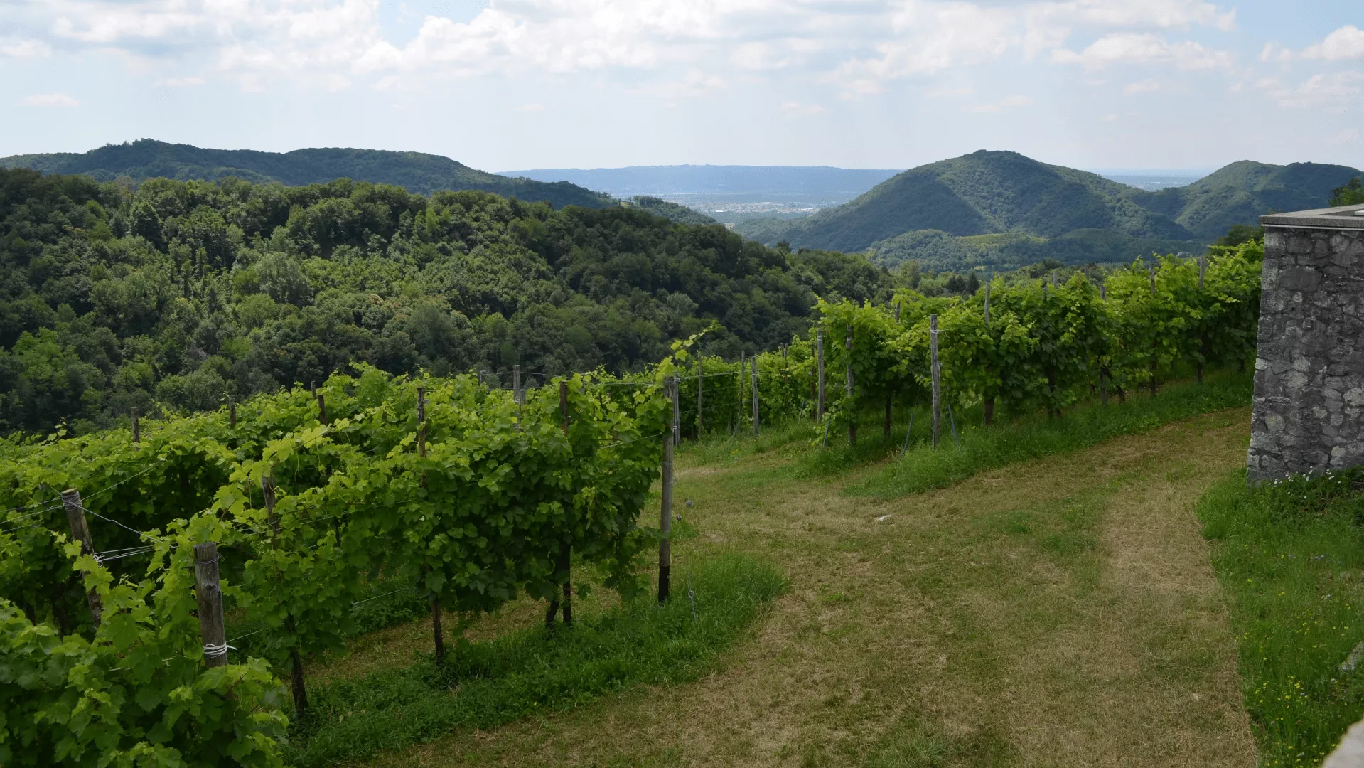 Immagine cantina Crodi Az. Agricola