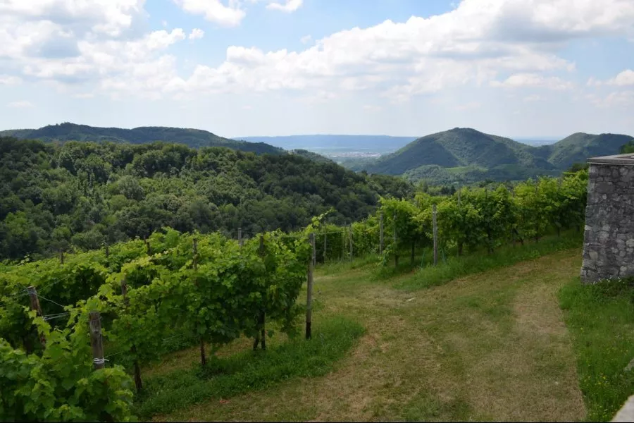 Immagine Crodi Az. Agricola 4