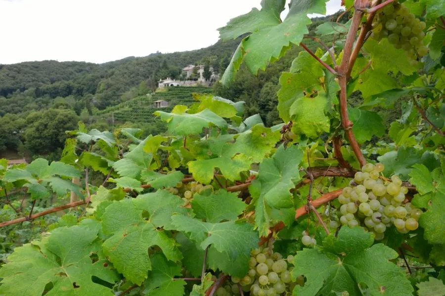 Immagine Crodi Az. Agricola 5 Immagine Crodi Az. Agricola 5