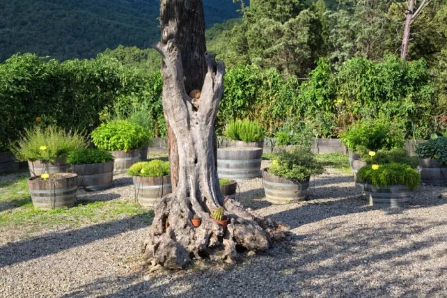 Immagine Tour con degustazione 23 Immagine Tour con degustazione 23