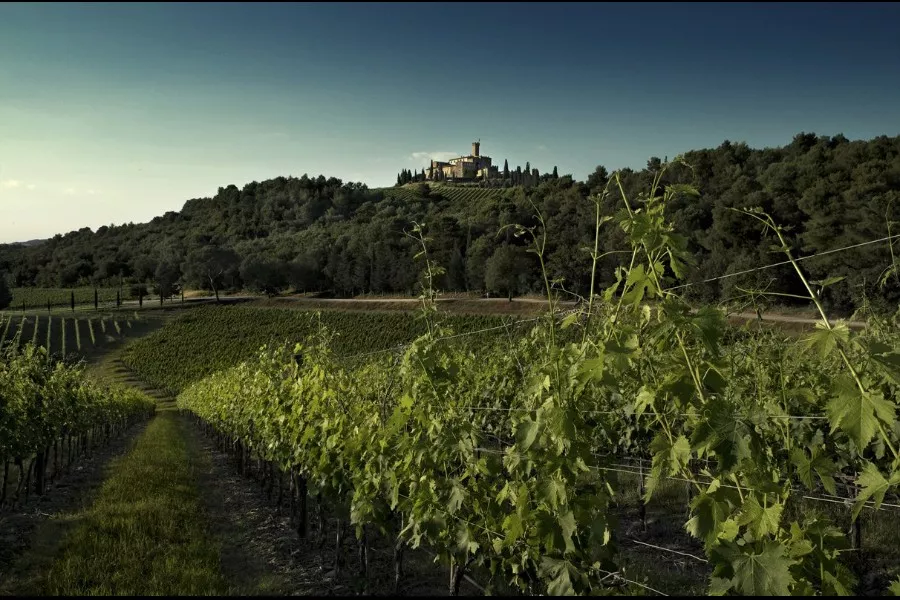 Immagine Castello Banfi il Borgo 7 Immagine Castello Banfi il Borgo 7