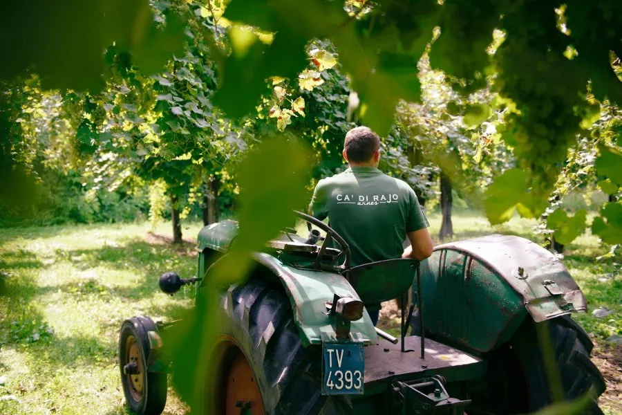 Immagine Bellussera Wine Tour 5
