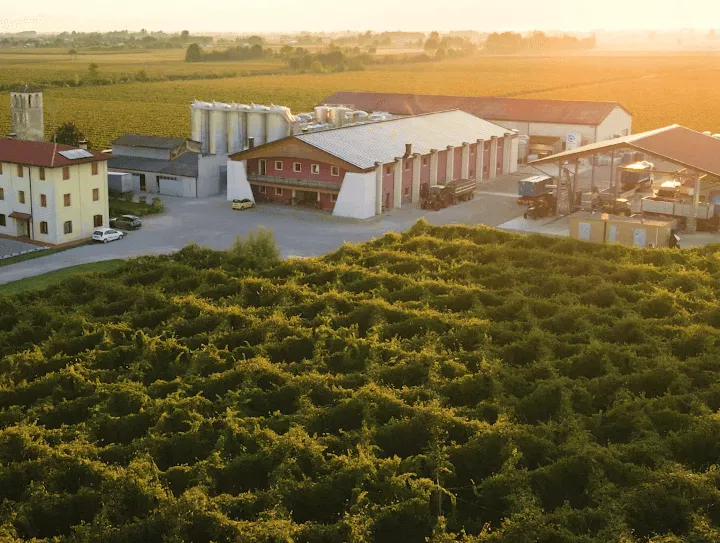 Immagine Bellussera Wine Tour 3