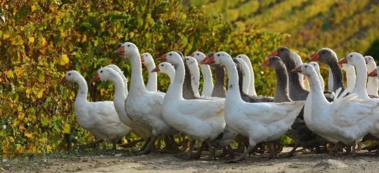 Immagine visita Tour alla scoperta del biointegrale cantina Olianas