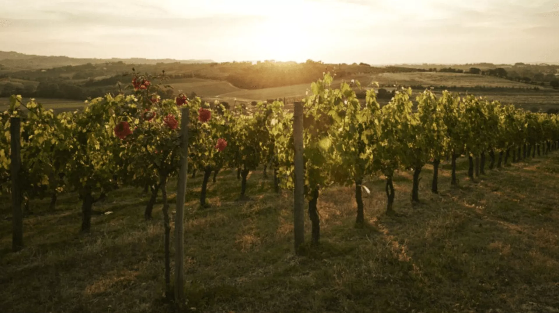 Immagine Bindella Tenuta Vallocaia 1 Immagine Bindella Tenuta Vallocaia 1