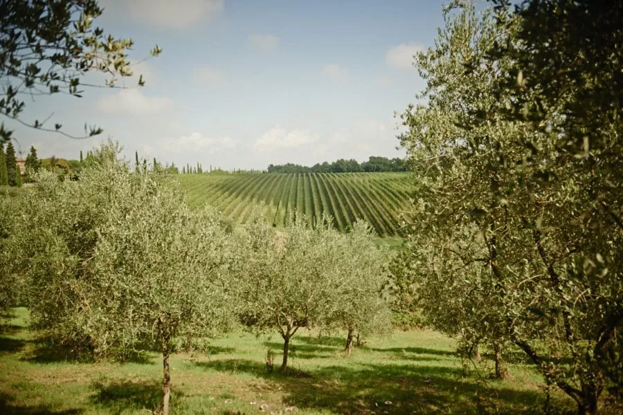 Immagine Bindella Tenuta Vallocaia 7 Immagine Bindella Tenuta Vallocaia 7