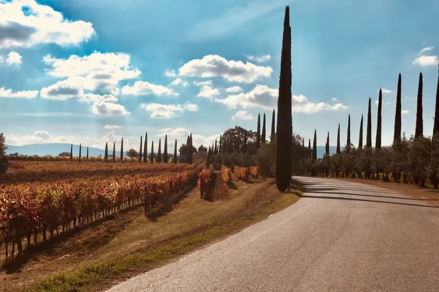 Immagine Bindella Tenuta Vallocaia 9 Immagine Bindella Tenuta Vallocaia 9