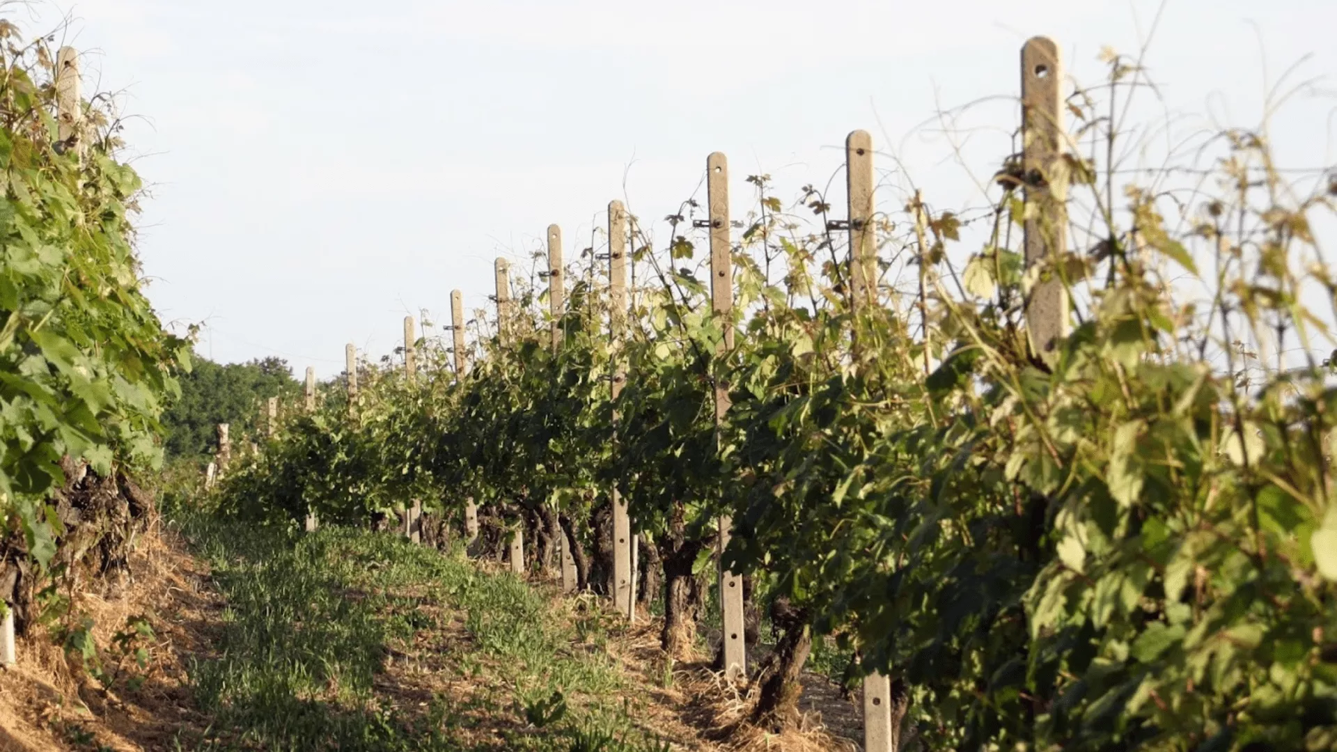 Immagine cantina Cantina Cortino Produttori Dianesi 