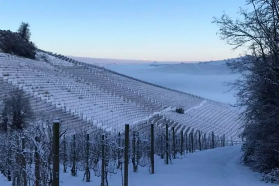 Immagine Cantina Cortino Produttori Dianesi 5 Immagine Cantina Cortino Produttori Dianesi 5