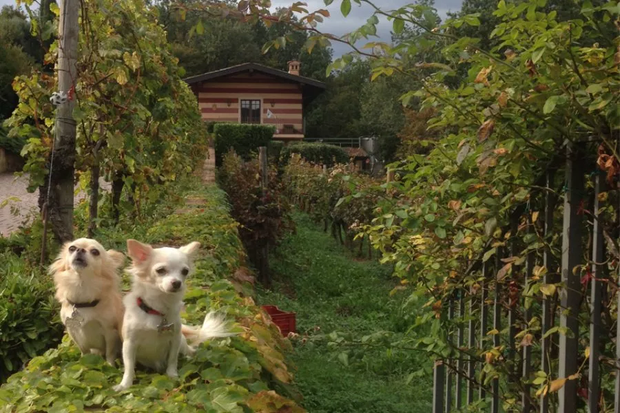 Immagine Castelveder 4 Immagine Castelveder 4
