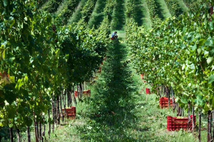 Immagine Alla scoperta dei vini Castelveder 7 Immagine Alla scoperta dei vini Castelveder 7