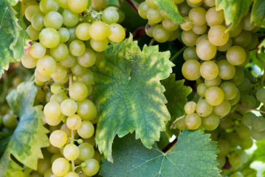 Immagine Alla scoperta dei vini Castelveder 10 Immagine Alla scoperta dei vini Castelveder 10