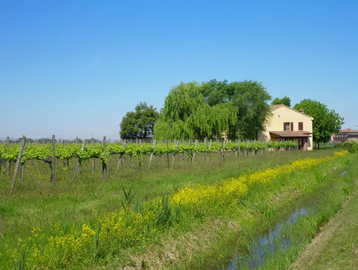 Immagine Azienda Agricola GIOVANNI PACCHIONI 2 Immagine Azienda Agricola GIOVANNI PACCHIONI 2