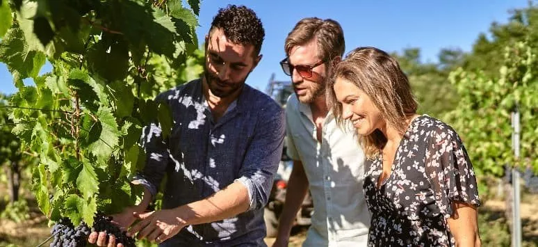 Immagine visita Visita Vigne cantina Castello di Bossi