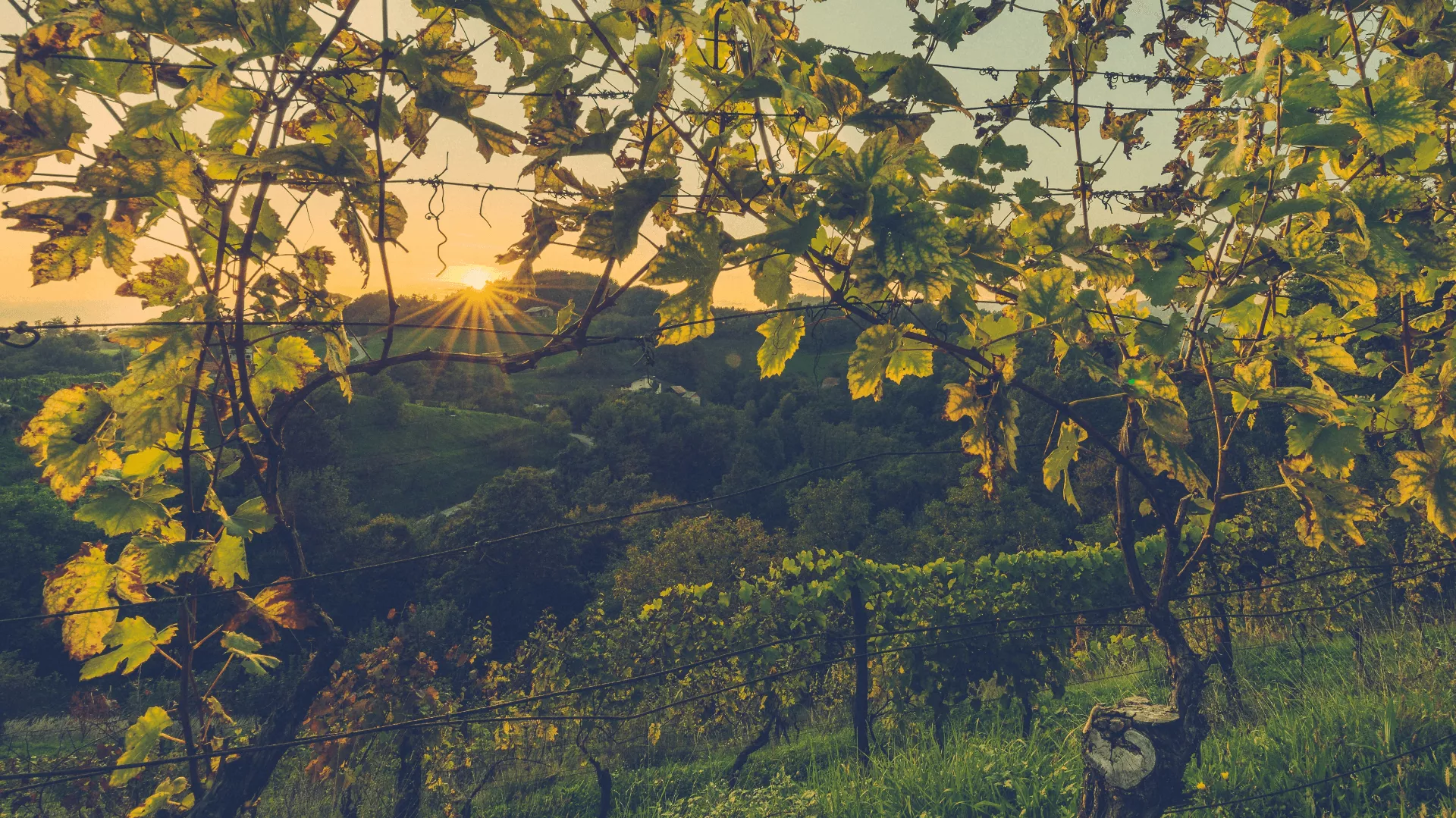 Immagine Irpinia Wine Trails 1 Immagine Irpinia Wine Trails 1