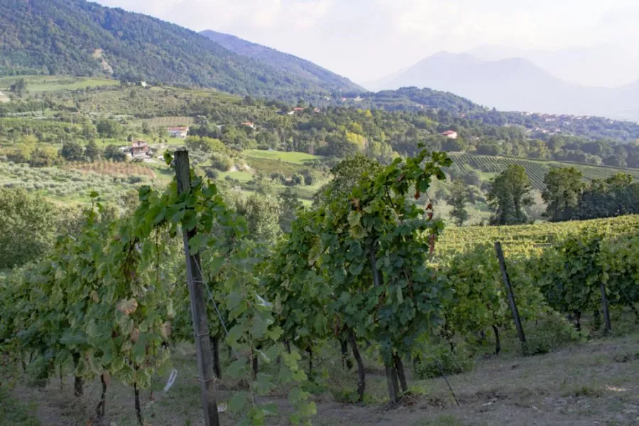 Immagine Irpinia Wine Trails 4