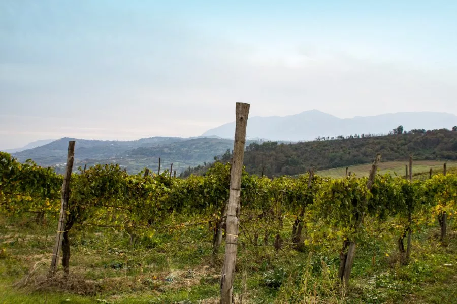Immagine Irpinia Wine Trails 5 Immagine Irpinia Wine Trails 5