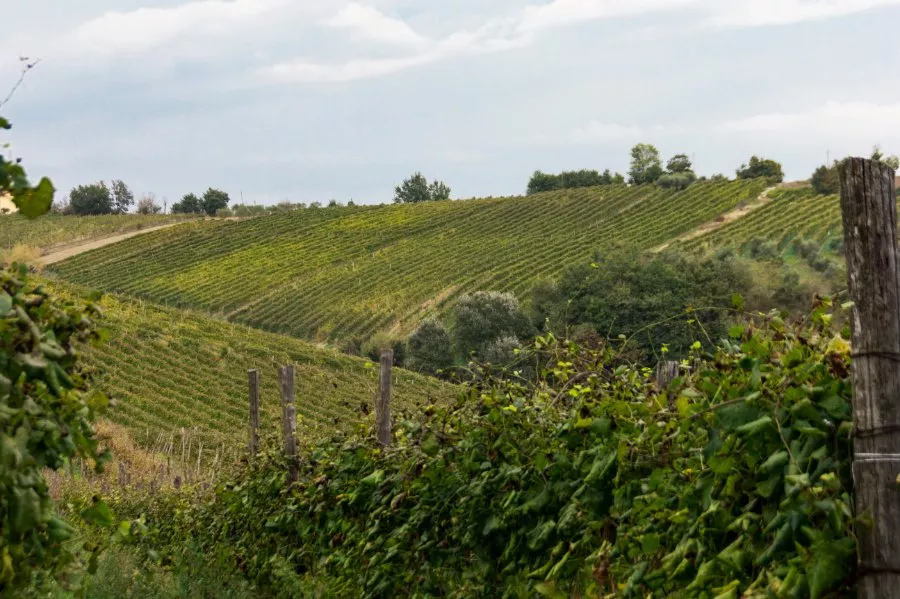 Immagine Irpinia Wine Trails 6 Immagine Irpinia Wine Trails 6