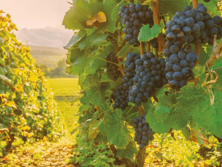 Immagine Irpinia Wine Trails 2