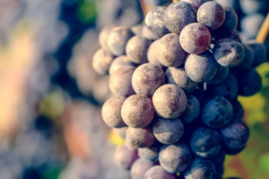 Immagine Visita vigne, cantina e degustazione 3 vini (2 Linea Classica+ 1 Linea Selection etichetta argento) 5