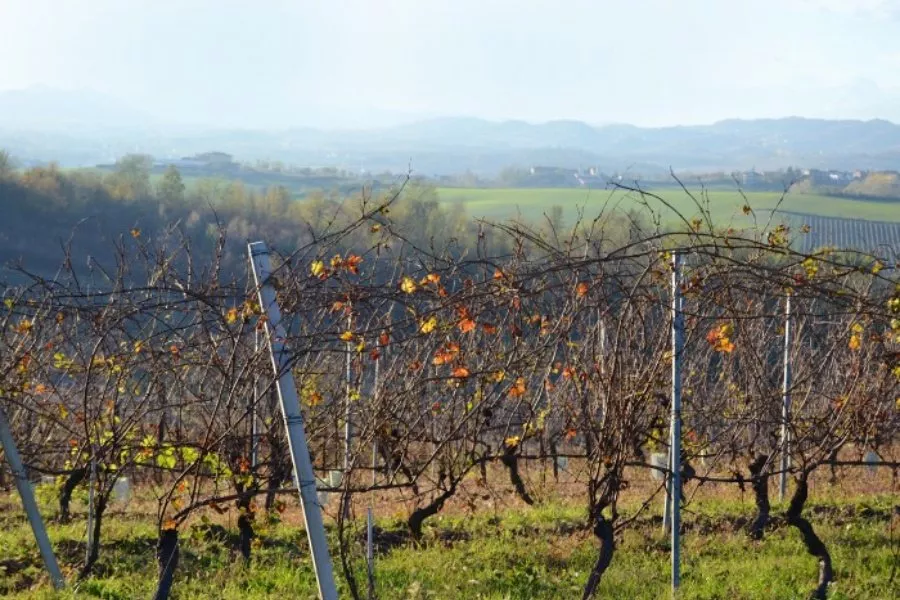 Immagine Visita vigne, cantina e degustazione 3 vini (2 Linea Classica+ 1 Linea Selection etichetta argento) 13 Immagine Visita vigne, cantina e degustazione 3 vini (2 Linea Classica+ 1 Linea Selection etichetta argento) 13
