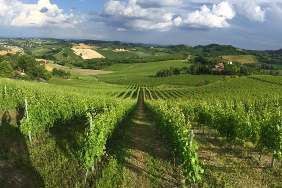 Immagine Visita vigne, cantina e degustazione 3 vini (2 Linea Classica+ 1 Linea Selection etichetta argento) 14 Immagine Visita vigne, cantina e degustazione 3 vini (2 Linea Classica+ 1 Linea Selection etichetta argento) 14