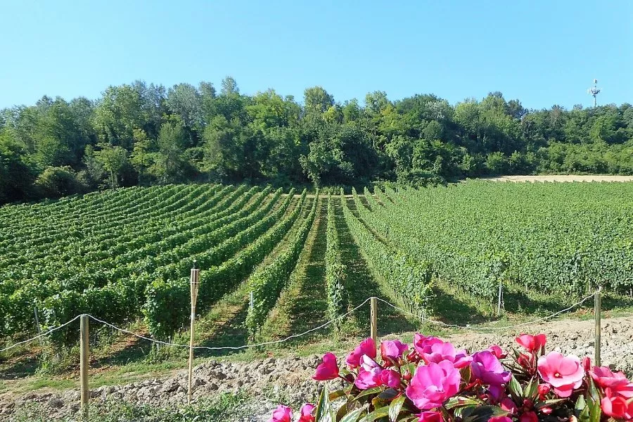 Immagine Visita vigne, cantina e degustazione 3 vini (2 Linea Classica+ 1 Linea Selection etichetta argento) 15 Immagine Visita vigne, cantina e degustazione 3 vini (2 Linea Classica+ 1 Linea Selection etichetta argento) 15
