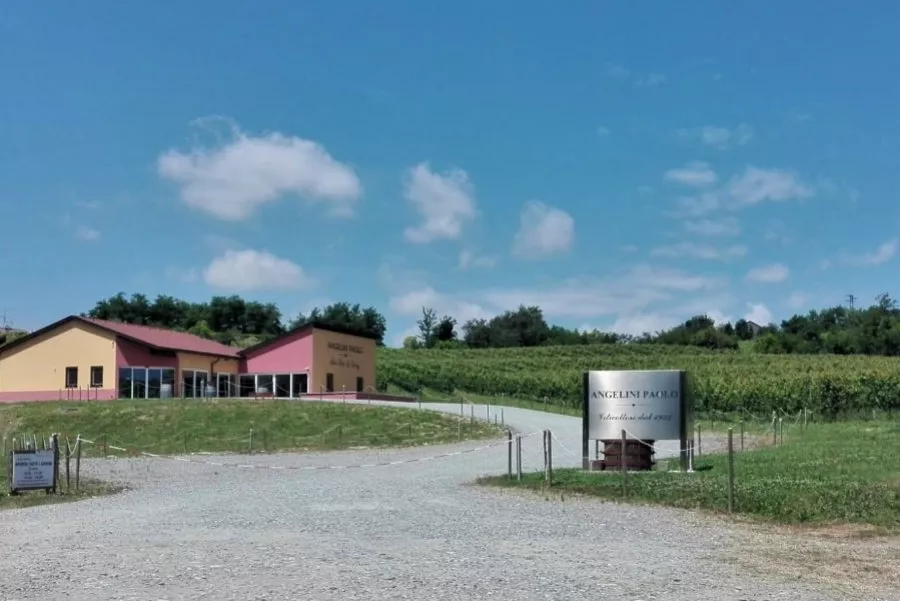 Immagine Visita vigne, cantina e degustazione 3 vini (2 Linea Classica+ 1 Linea Selection etichetta argento) 17 Immagine Visita vigne, cantina e degustazione 3 vini (2 Linea Classica+ 1 Linea Selection etichetta argento) 17