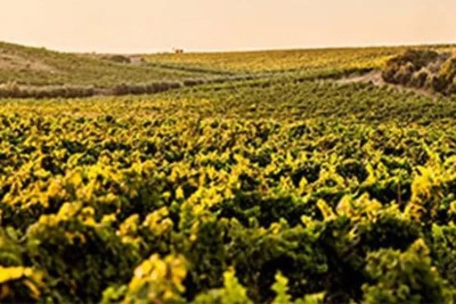 Immagine Degustazione Rossi 5