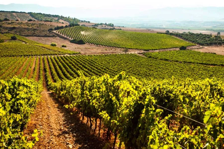 Immagine Degustazione Rossi 14