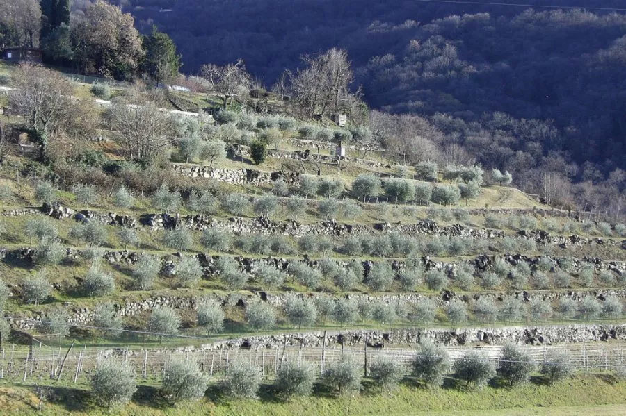 Immagine Massussi Luigi Franciacorta 3 Immagine Massussi Luigi Franciacorta 3