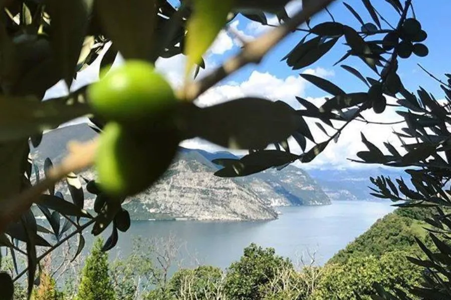 Immagine Degustazione vista lago 22 Immagine Degustazione vista lago 22