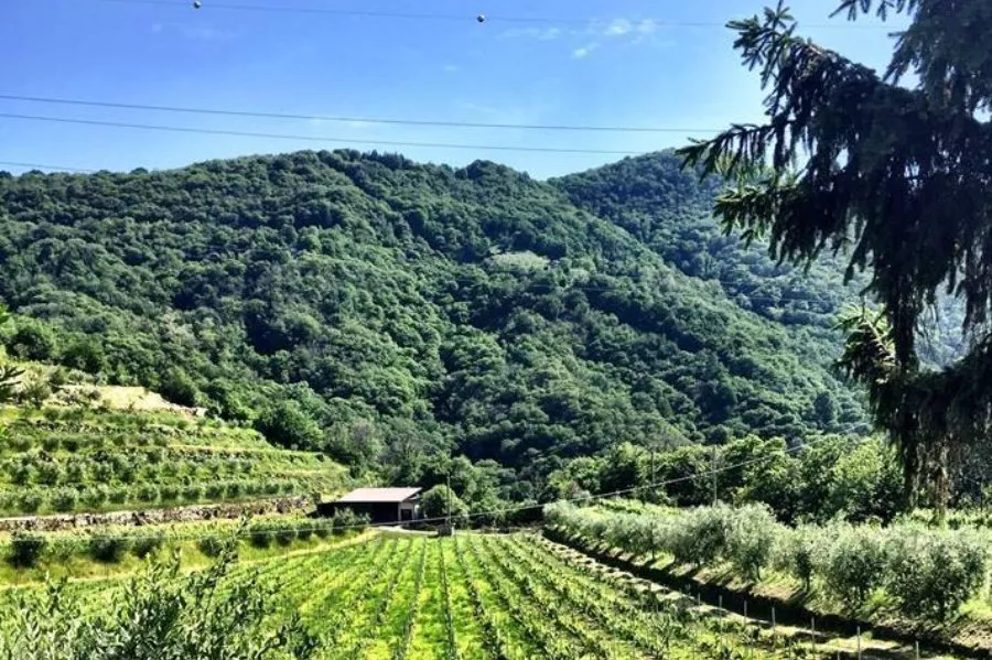 Immagine Degustazione vista lago 23 Immagine Degustazione vista lago 23